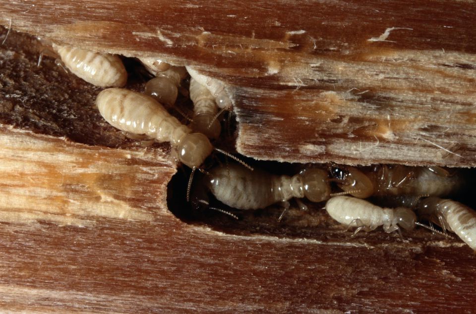 Mối gỗ còn có tên gọi khác là mọt - loài côn trùng chuyên phá hoại các nội thất bằng gỗ