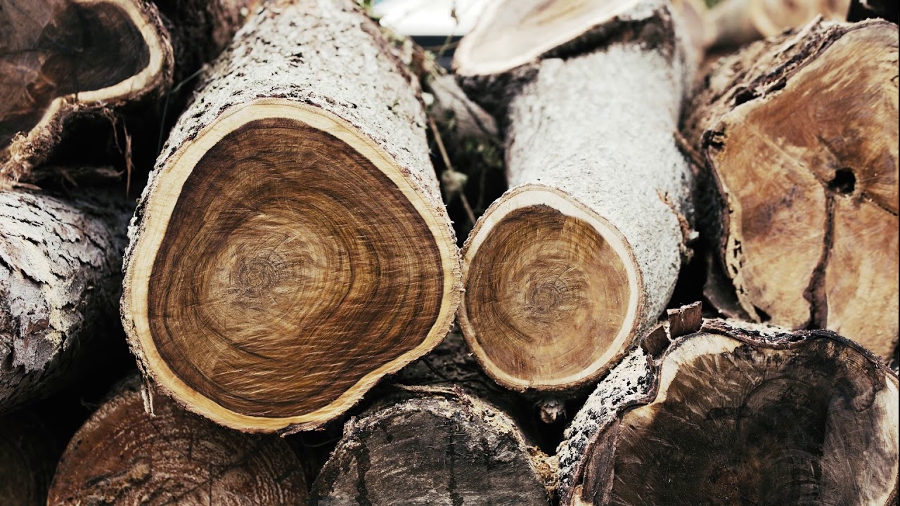 Giá gỗ Tràm 