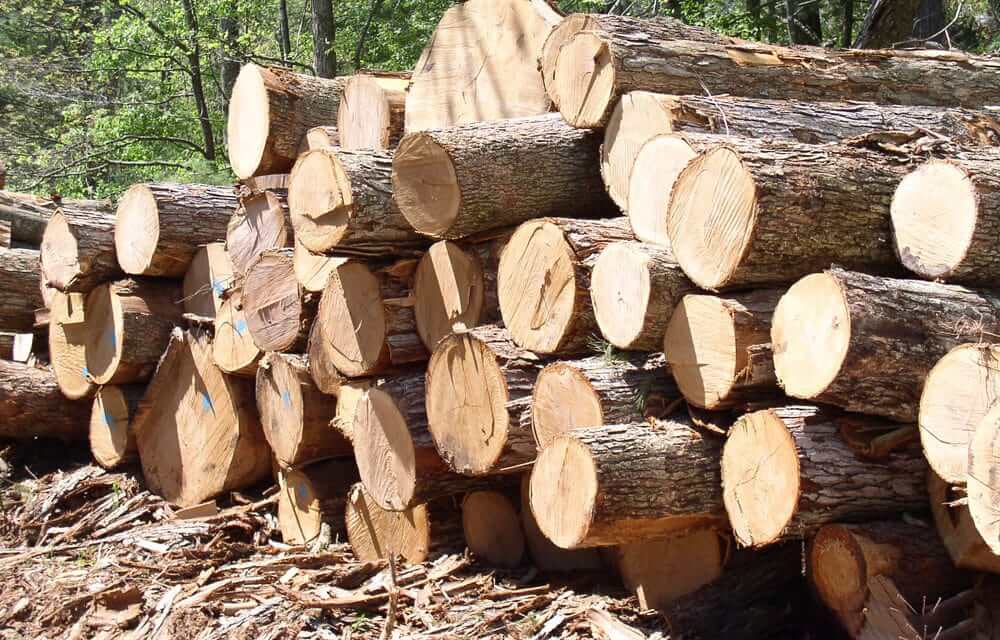 gỗ thông và gỗ tràm