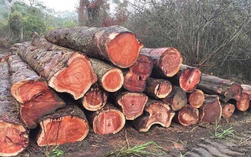 gỗ Hương