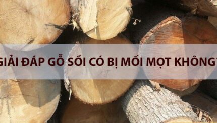 gỗ sồi có bị mối mọt không