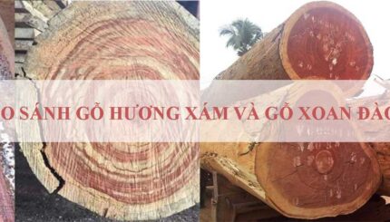 so sánh gỗ hương xám và gỗ xoan đào