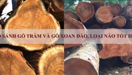 so sánh gỗ tràm và gỗ xoan đào