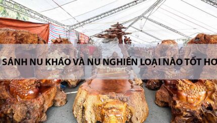 so sánh nu kháo và nu nghiến