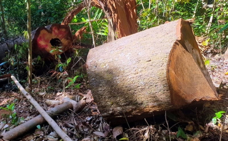 Nên khai thác những cây gỗ đủ tuổi để đảm bảo chất lượng cho sản phẩm nội thất sau này 
